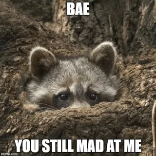 🙈 BAE
YOU STILL MAD AT ME mapache, bae, loco, meme, animal whatsapp sticker