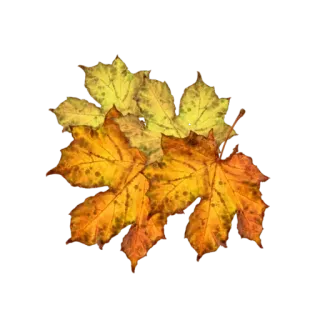🍂 가을, 잎, 가을, 자연, 단풍잎, 계절 telegram sticker