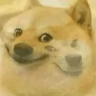 🌚 Doge pies, mem, zwierzę, mem internetowy, shiba inu telegram sticker