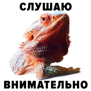 🧐 Bartagame, Echse, Reptil, Tier, Haustier, Exotisches Haustier, Schuppentier telegram sticker