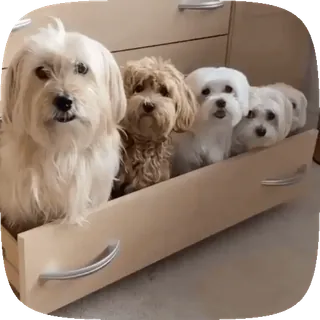 Dogs telegram stickers