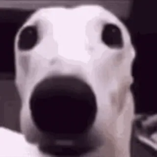 🥺 dog, meme, funny, animal, scared, white dog telegram sticker