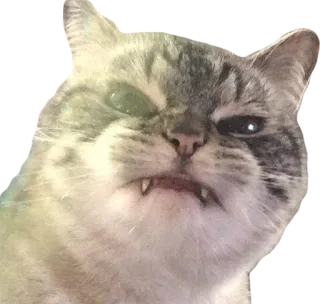 😠 cat, angry, fangs, feline, animal, meme telegram sticker