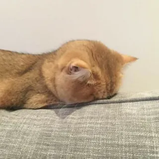 🤧 cat, sleeping, animal, pet, domestic animal, orange cat, feline telegram sticker