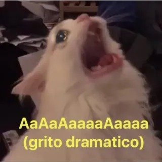 🗣 Aaaaaaaaaaaaaa (grito dramatico) chat, criant, drame, animal, mème telegram sticker