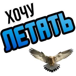 🦅 ХОЧУ ЛЕТАТЬ vogel, fliegend, russisch, text, falke, traum whatsapp sticker