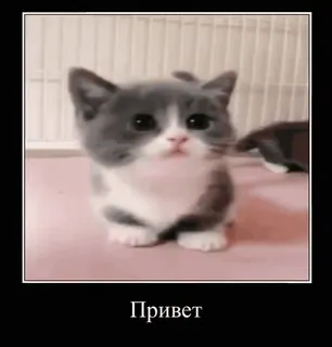 👋 Привет gato, gatinho, fofo, olá, russo, animal de estimação telegram sticker