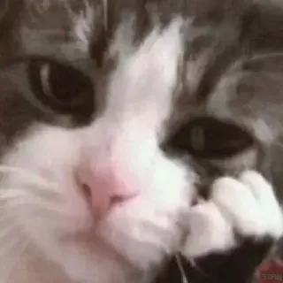 🤔 кот, милый, домашнее животное, животное, домашний whatsapp sticker