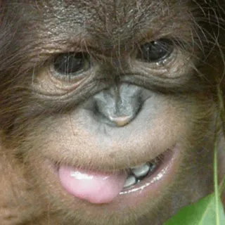 😋 orango, scimmia, scimmia antropomorfa, divertente, animale, lingua whatsapp sticker