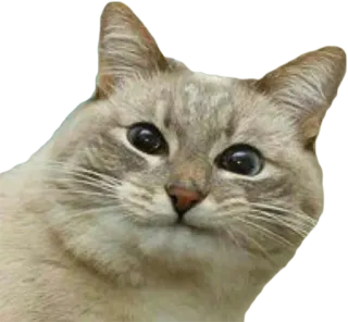 🙂 cat, animal, meme, pet, cute, funny, kitten telegram sticker