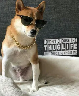 😎 I DIDN'T CHOOSE THE THUGLIFE THE THUG LIFE CHOSE ME anjing, thug life, kacamata hitam, meme, shiba inu, keren, rantai, gangster whatsapp sticker