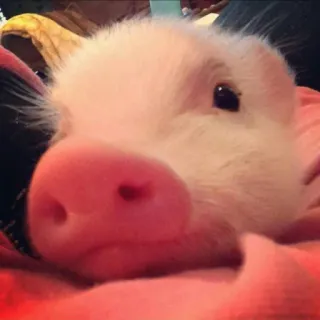🐷 prosiaczek, świnia, zwierzę, słodki, różowy, zwierzę hodowlane, zwierzę domowe telegram sticker