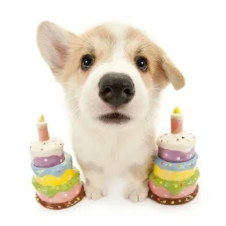 🥳 코기, 강아지, 개, 케이크, 생일, 축하, 애완동물 telegram sticker