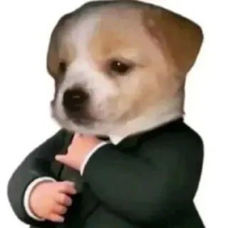 ➰ perro, negocios, traje, cachorro, animal, meme telegram sticker