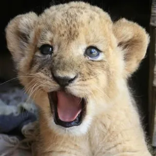 🦁 cachorro de león, animal, bebé león, lindo, fauna, felino telegram sticker