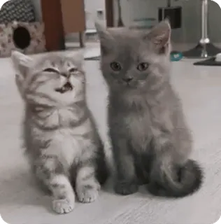 🌟 kitten, cat, cute, animals, pets telegram sticker