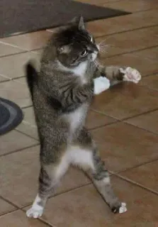 😐 cat, fighting, stance, funny, animal, cute, playful telegram sticker