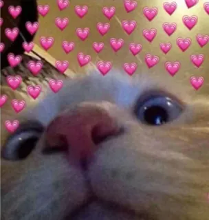 🥰 gato, corações, fofo, animal, amor telegram sticker