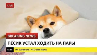 🌟 Пёсик устал ходить на пары, он заявляет что ему лень Hund, Meme, Nachrichten, müde, faul telegram sticker