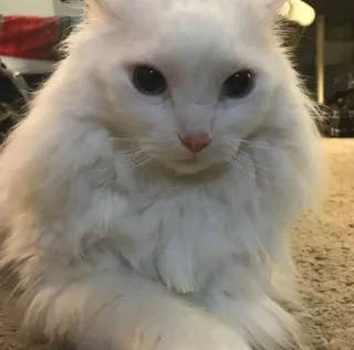 😐 cat, white cat, fluffy, pet, animal telegram sticker