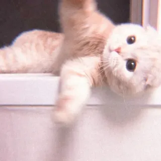 🍙 kucing, imut, hewan peliharaan, hewan, anak kucing, Scottish Fold, lucu telegram sticker