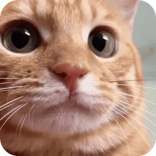 👀 Boh Boh the Cat telegram sticker