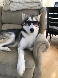 😎 telegram sticker