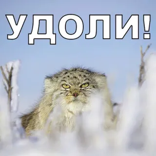 😠 УДОЛИ! gatto, animale, russo, arrabbiato, divertente, meme telegram sticker