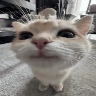 😊 chat, mignon, animal, animal de compagnie, drôle, animal domestique telegram sticker