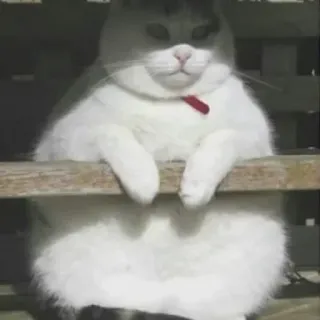 🐈 gatto, animale, animale domestico, gatto bianco whatsapp sticker