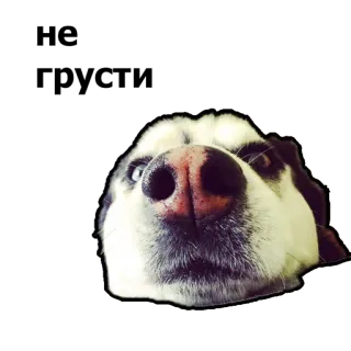😊 dog, animal, husky, pet, cute, nose whatsapp sticker
