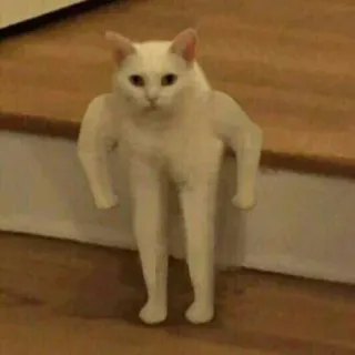 🐾 猫, 面白い, ミーム, 動物, ユーモア, 変, 奇妙, フォトショップ telegram sticker