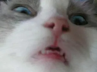 😁 gato, animal, engraçado, animal de estimação, animal doméstico whatsapp sticker
