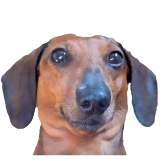 🙂 dog, animal, pet, dachshund, sausage dog, cute whatsapp sticker