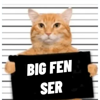 🤓 BIG FEN SER kat, politiefoto, gearresteerd, gevangenis, humor telegram sticker