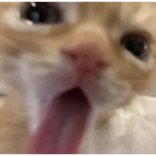 👅 Katze, Tier, Zunge, Haustier, Katzenartig, Säugetier, Hauskatze telegram sticker