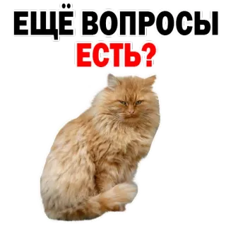 😒 ЕЩЁ ВОПРОСЫ ЕСТЬ? gato, pergunta, russo, adesivo, meme whatsapp sticker