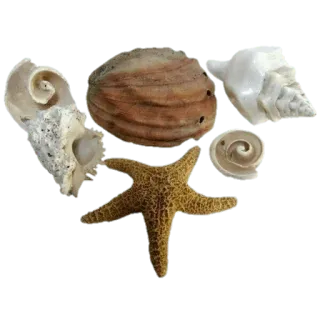 💖 바다, 조개껍질, 불가사리, 바다, 해변 telegram sticker