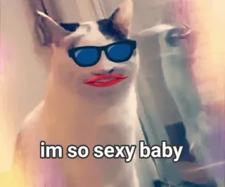 😍 im so sexy baby cat, sexy, funny, sunglasses, lips telegram sticker