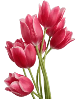 🌷 tulpen, blumen, rot, floral, strauß whatsapp sticker