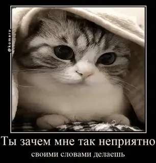 😥 Ты зачем мне так неприятно своими словами делаешь gato, fofo, meme, russo, cobertor whatsapp sticker