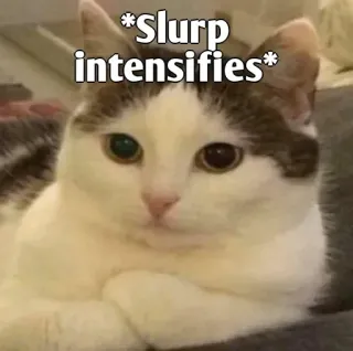 👀 *Slurp intensifies* gato, meme, sorber, intensifica, divertido, animal whatsapp sticker