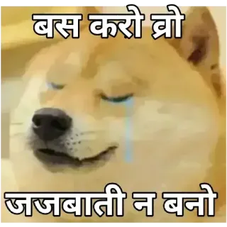 😁 बस करो ब्रो 
 जजबाती न बनो doge, mem, płacz, pies, emocjonalny, hindi, tekst, indyjski telegram sticker