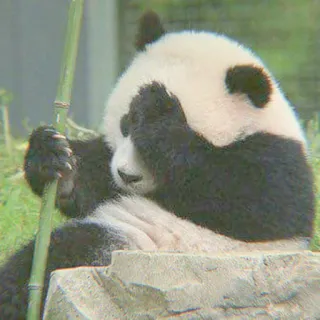🐼 Panda, Animal, Fofo, Bambu, Triste, Esconder telegram sticker