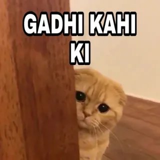 🍁 GADHI KAHI KI Katze, Meme, Offensiv, Tier, Haustier telegram sticker