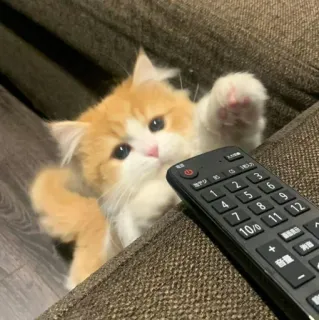 🐾 고양이, 새끼 고양이, 리모컨, 귀여운, 애완 동물 telegram sticker