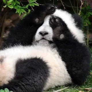 🐼 panda, animal, mignon, ours, faune, nature, somnolent, repos whatsapp sticker