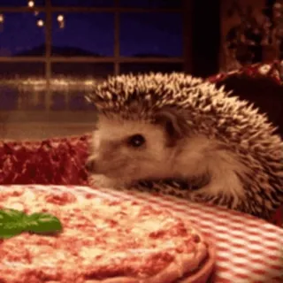 🍕 hedgehog, pizza, food, animal, cute, dinner whatsapp sticker