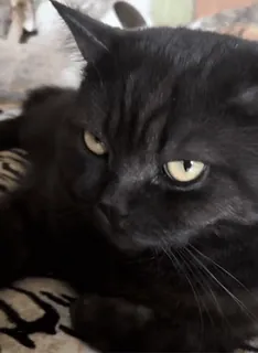 🤨 gato, gato preto, animal de estimação, animal, gato doméstico, felino telegram sticker