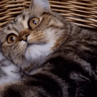 😽 chat, mignon, animal de compagnie, animal, chaton, tigré, panier telegram sticker